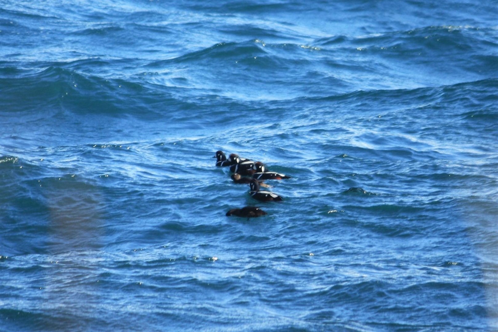 Harlequin Ducks - Alaska