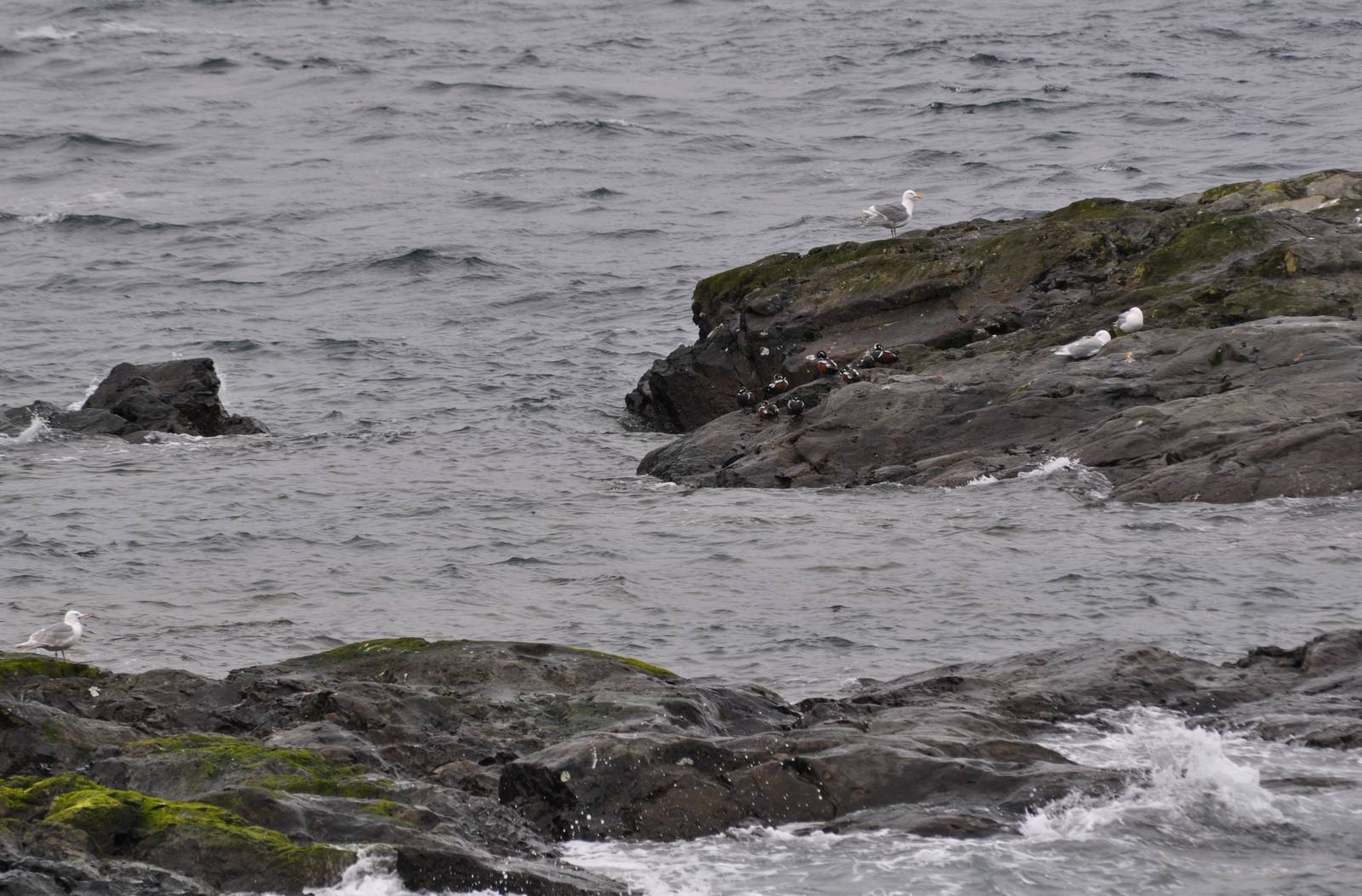 Harlequin Ducks and Gulls