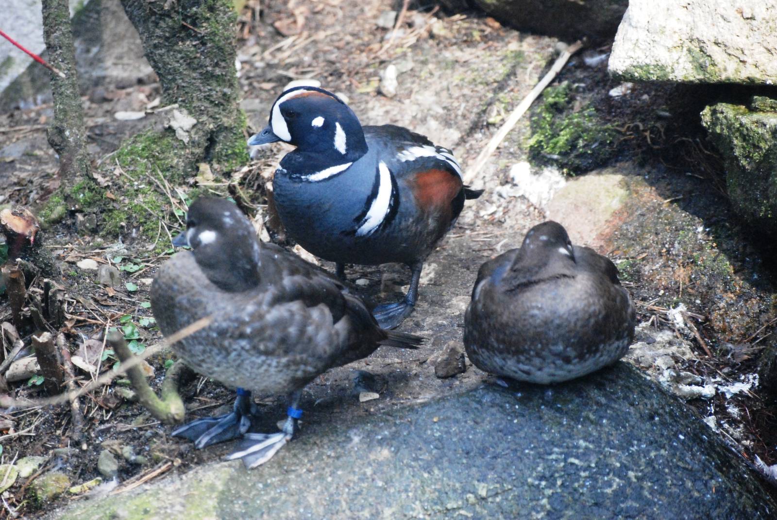 Harlequin Ducks at Walsrode, 22/03/13