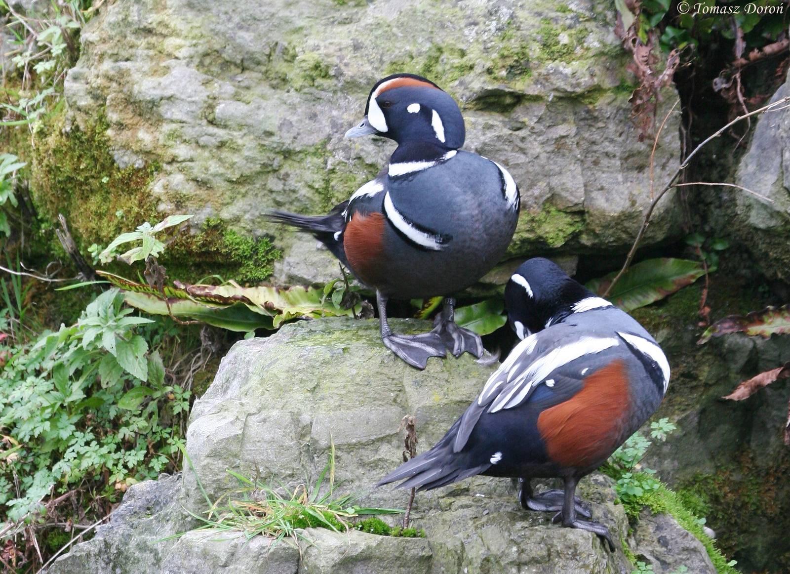 Harlequin Ducks (Histrionicus histrionicus)