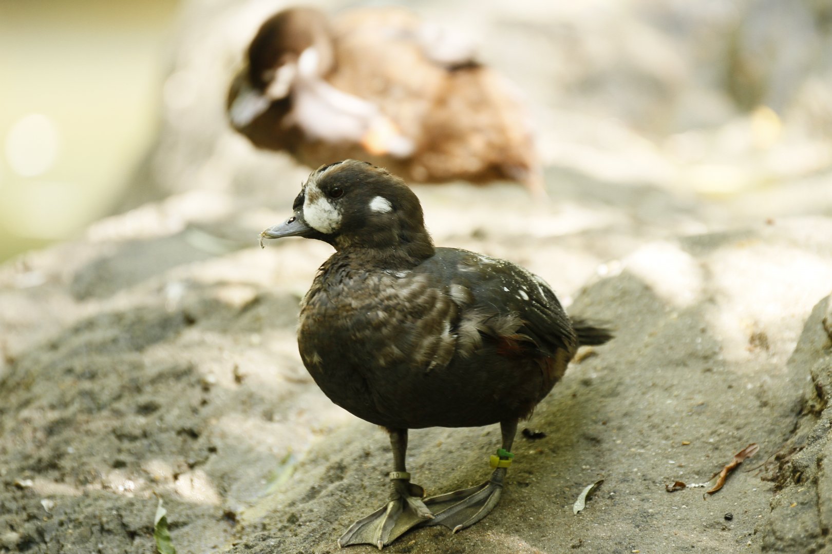 Harlequin ducks