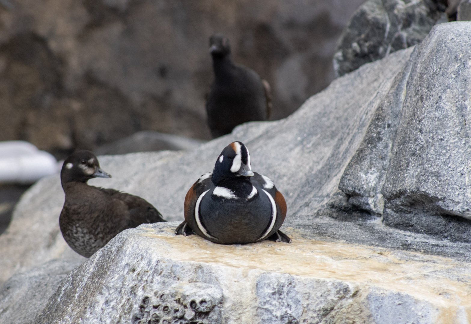 Harlequin Ducks