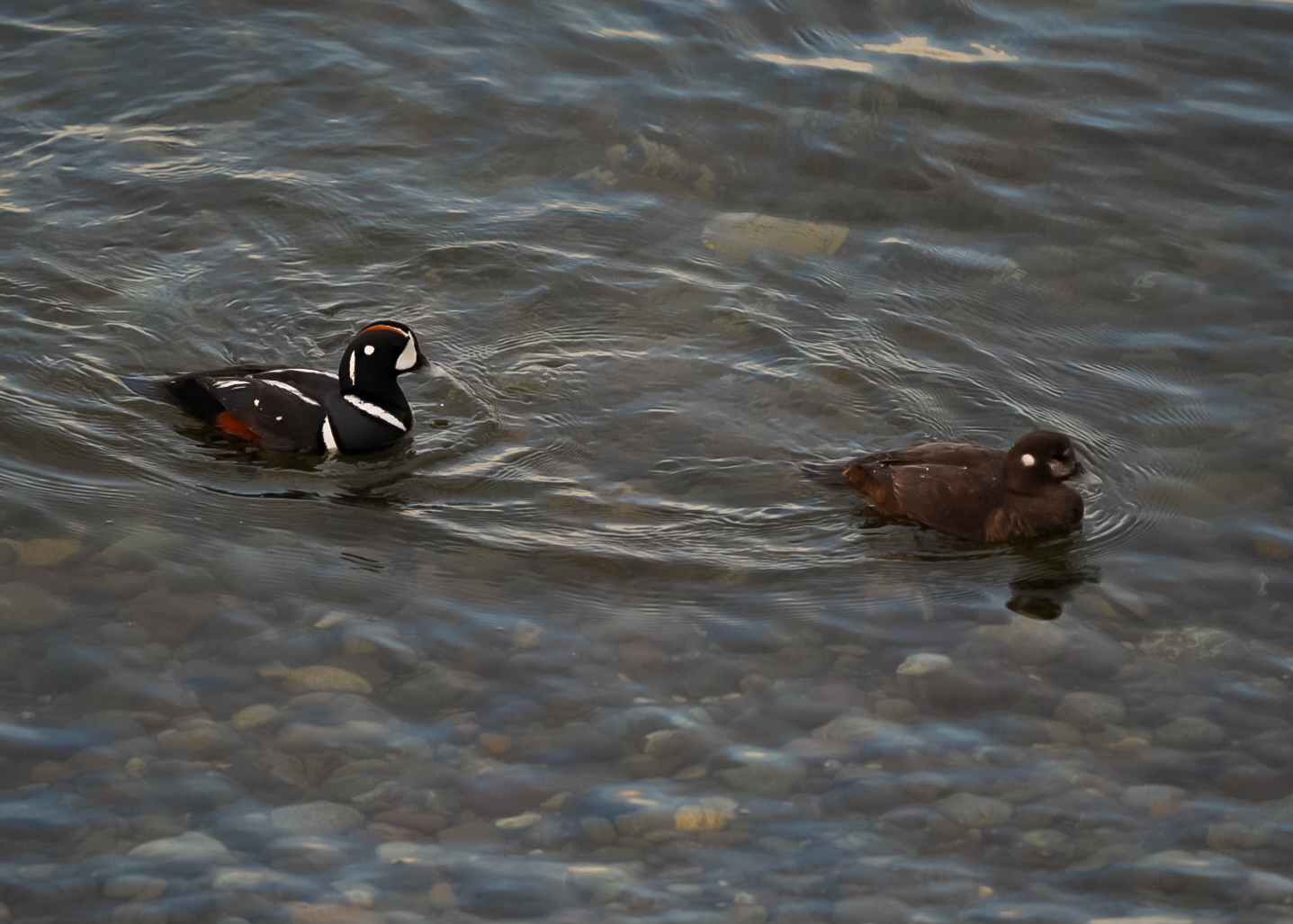 Harlequin Ducks