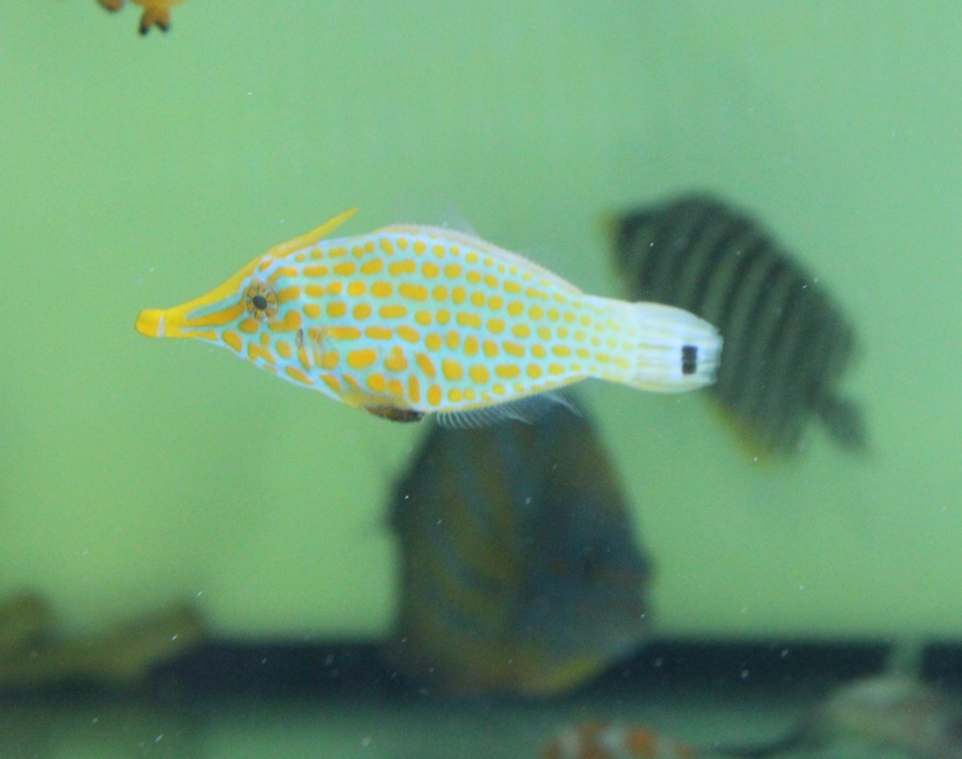 Harlequin filefish - Oxymonacanthus longirostris