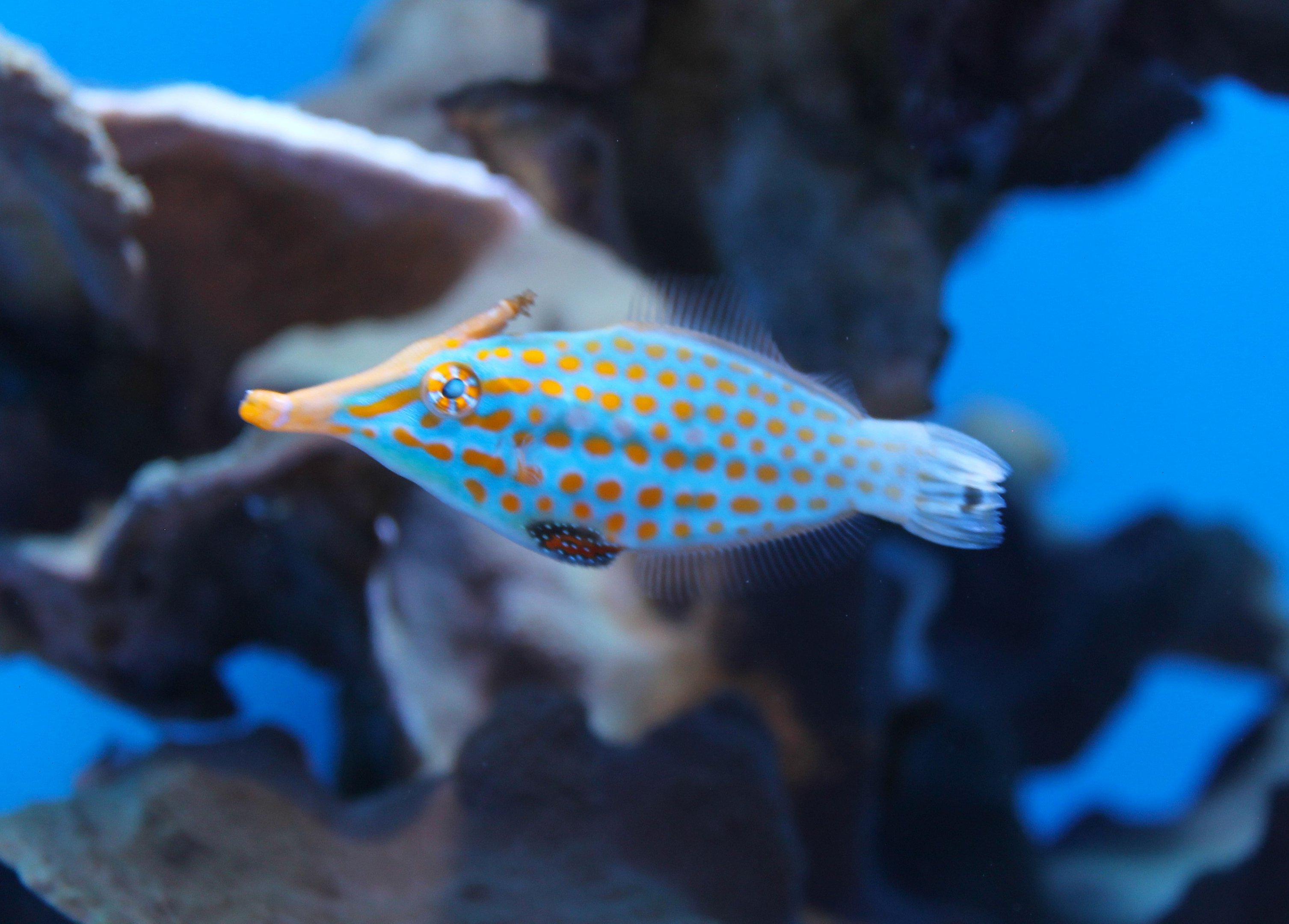 Harlequin Filefish (Oxymonacanthus longirostris)