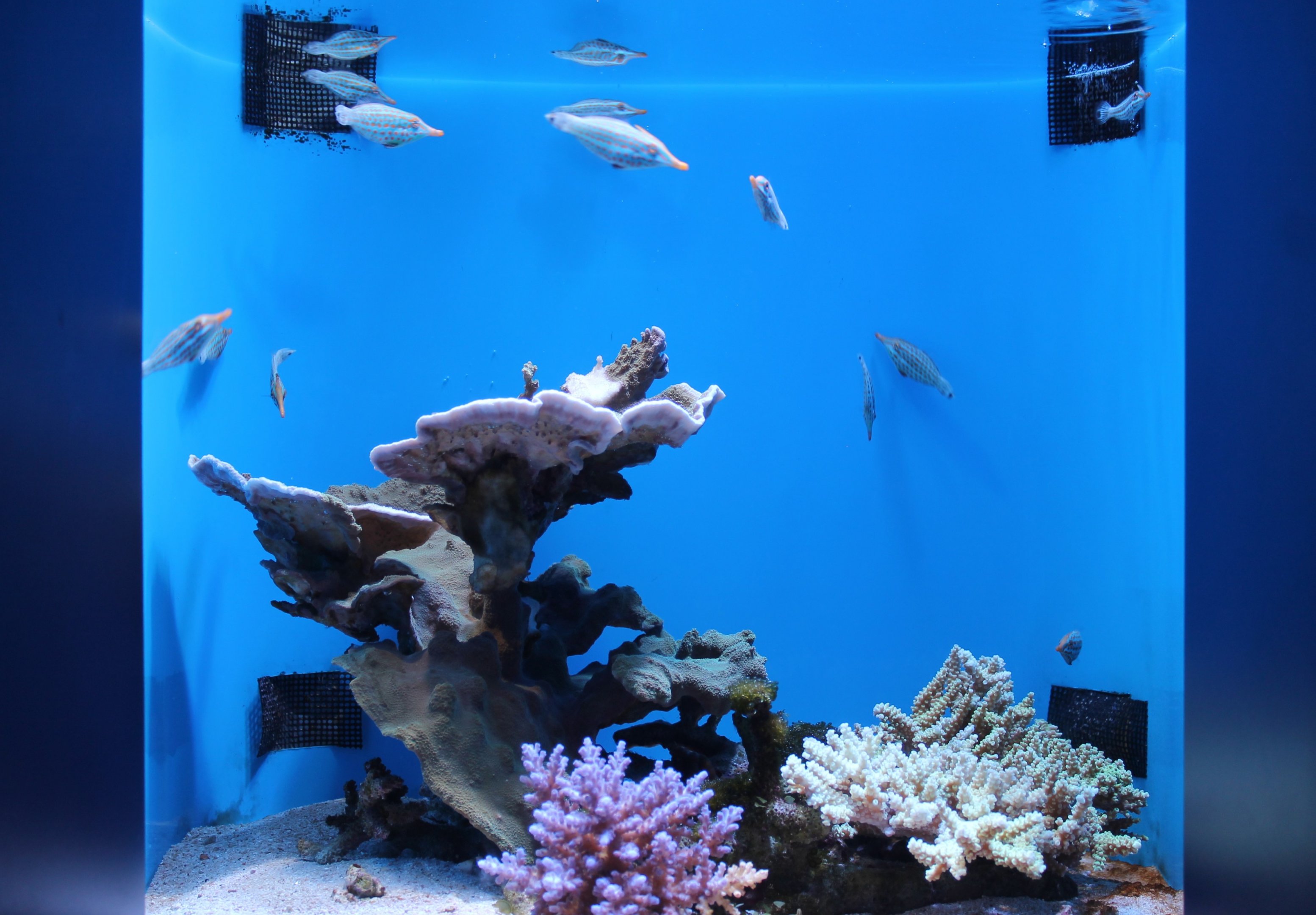 Harlequin Filefish tank