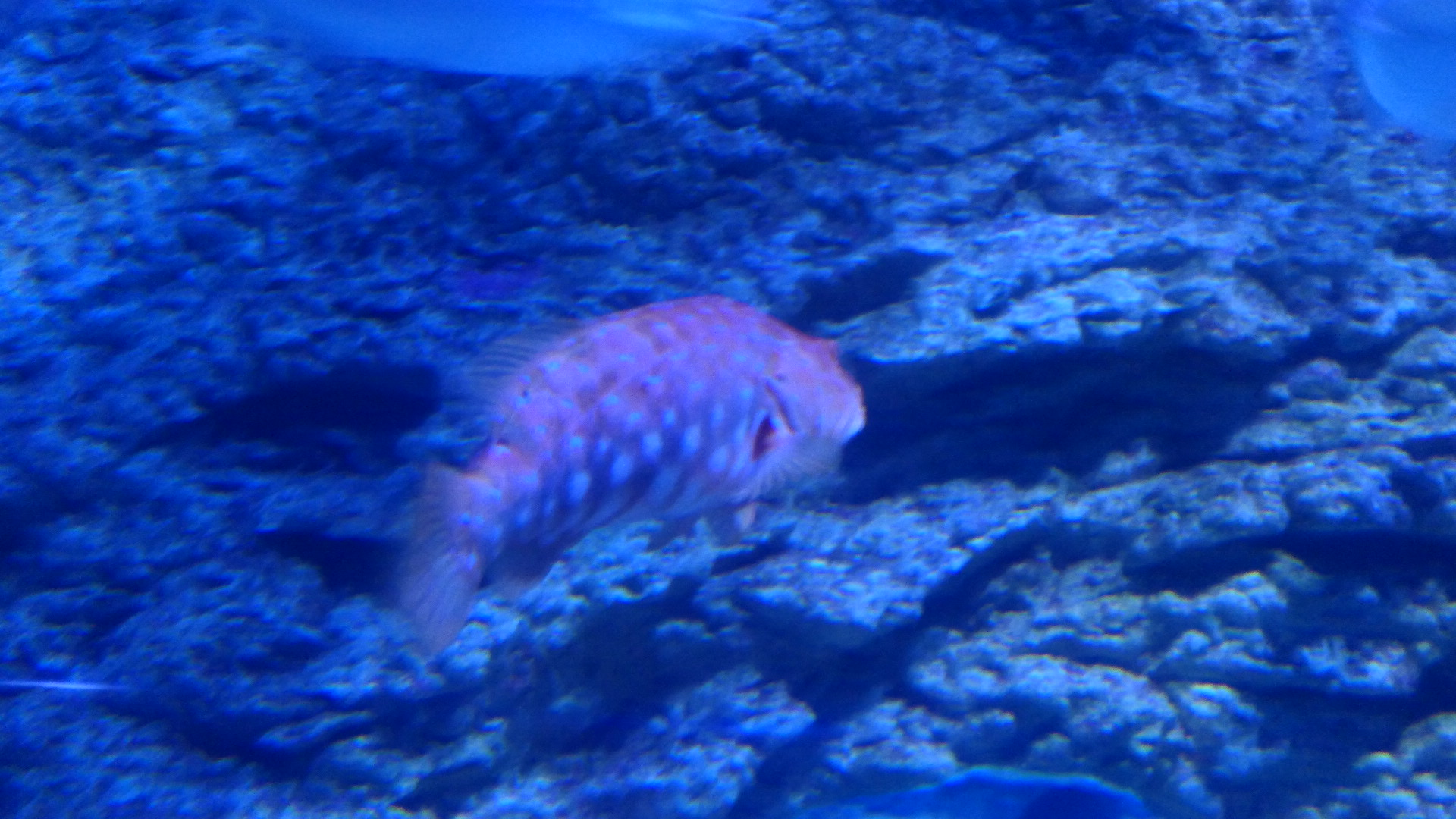 Harlequin Fish (Othos dentex)