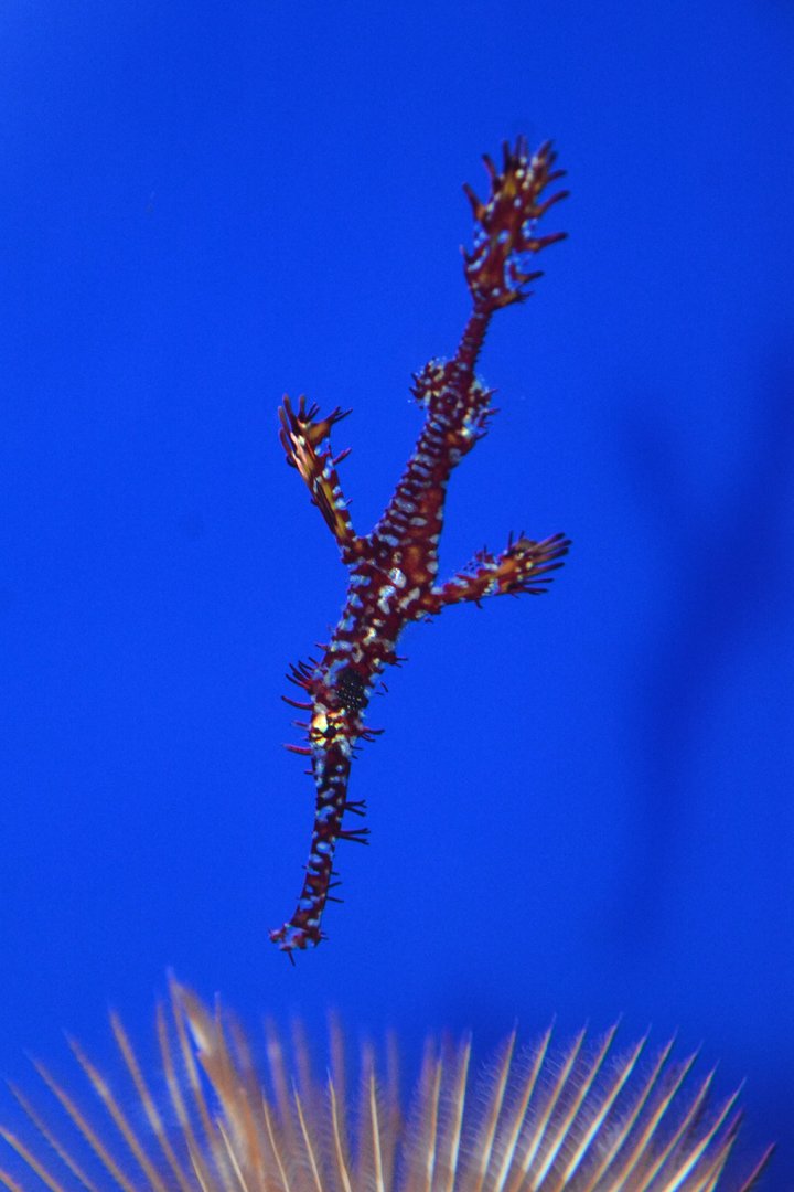 Harlequin ghost pipefish (Solenostomus paradoxus)