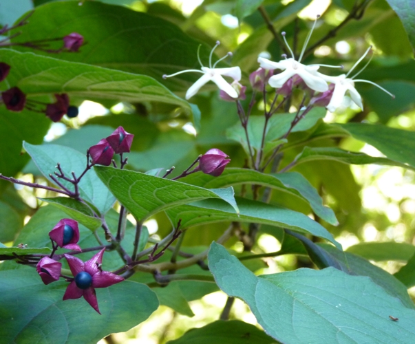 Harlequin glorybower (Clerodendrum trichotomum)