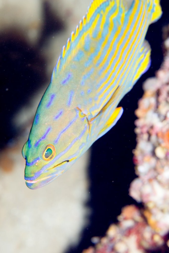 Harlequin Grouper