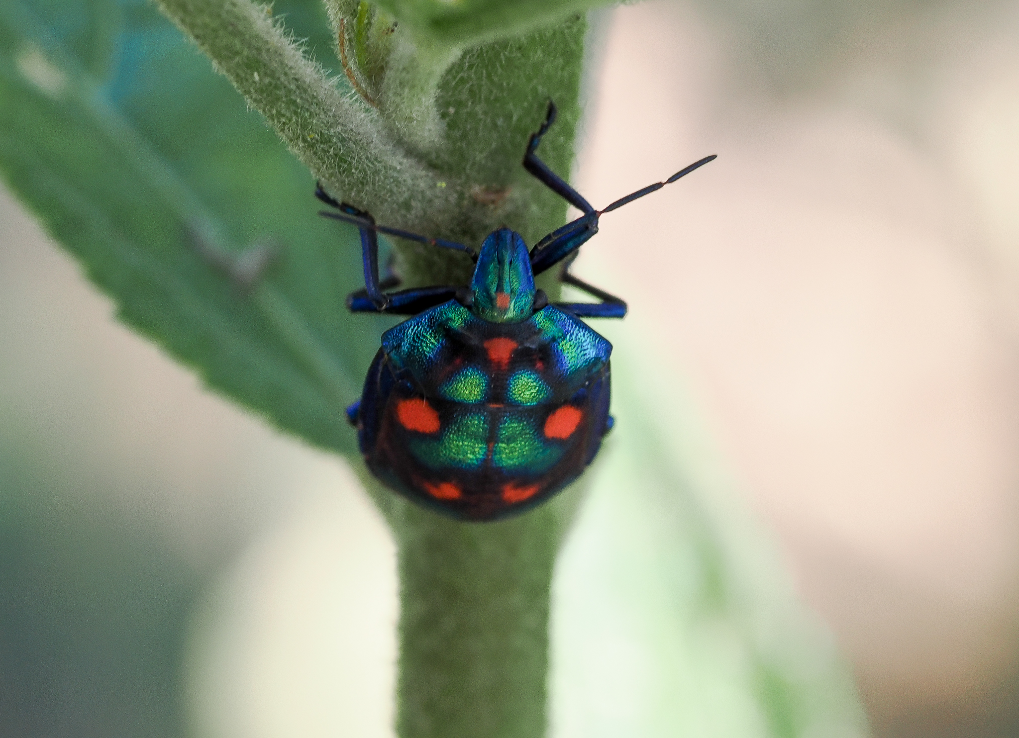 Harlequin Hibiscus Bug, Tectocoris diophthalmus