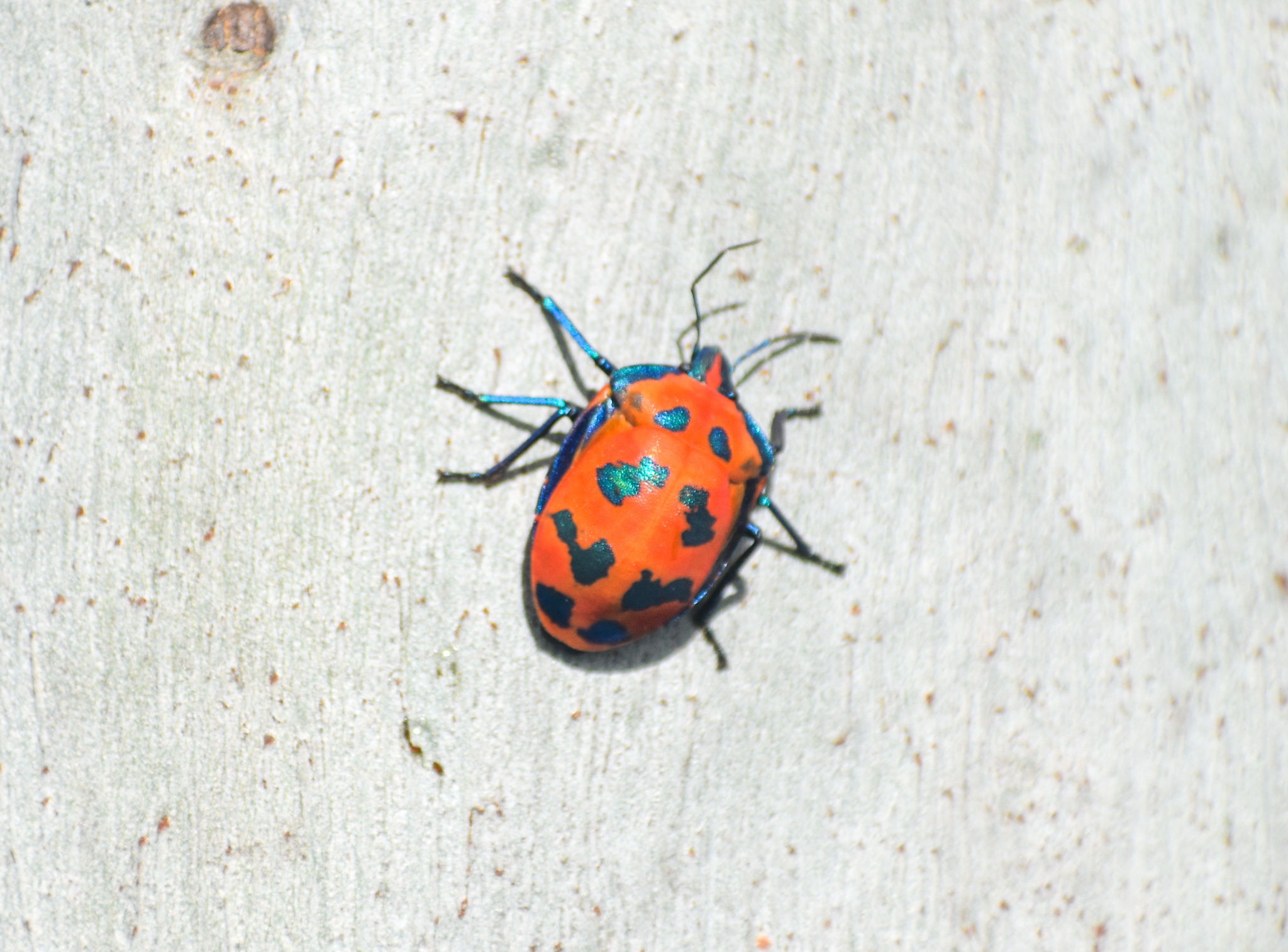 Harlequin Hibiscus Bug