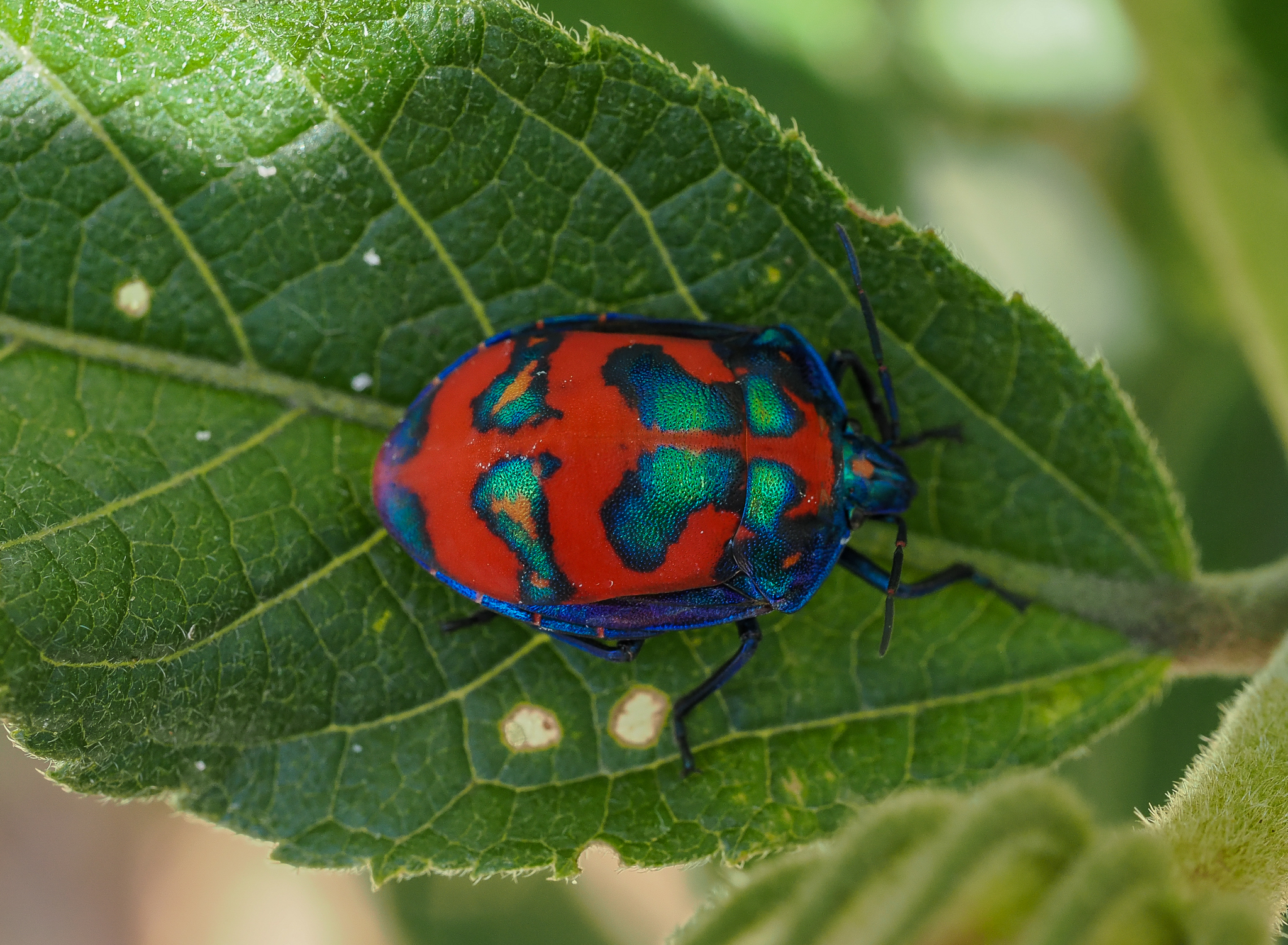 Harlequin Hibiscus Bug