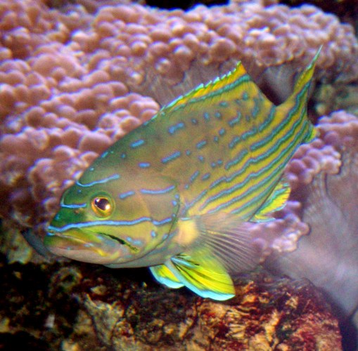Harlequin Hind (Cephalopholis polleni)
