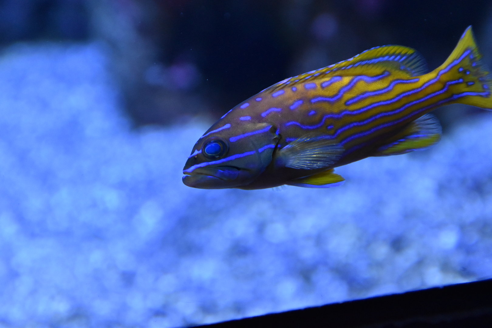 Harlequin hind (Cephalopholis polleni)