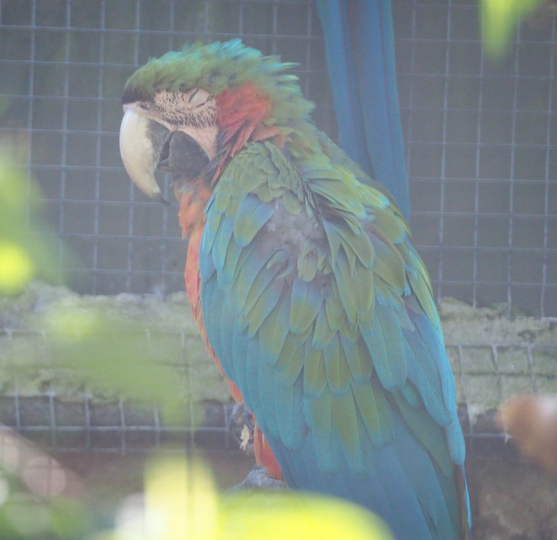 Harlequin hybrid macaw (Ara ararauna x A. chloropterus), 2020-06-20