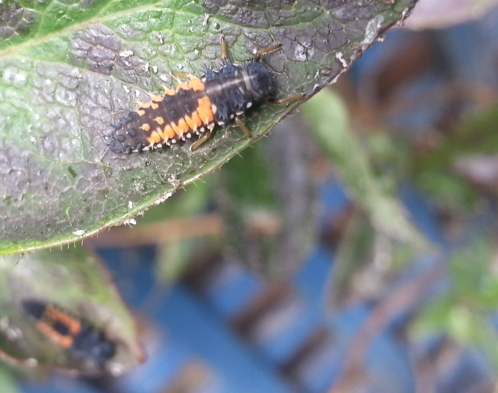 Harlequin ladybird larvae