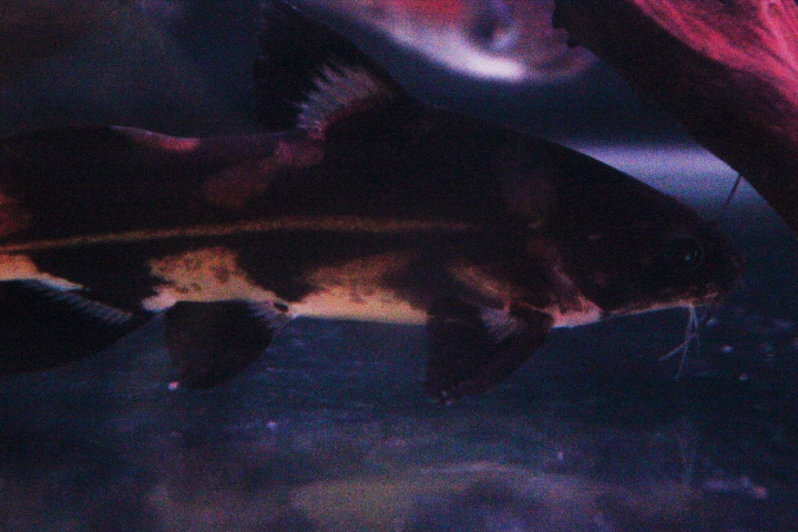 Harlequin lancer catfish (Bagroides melapterus)
