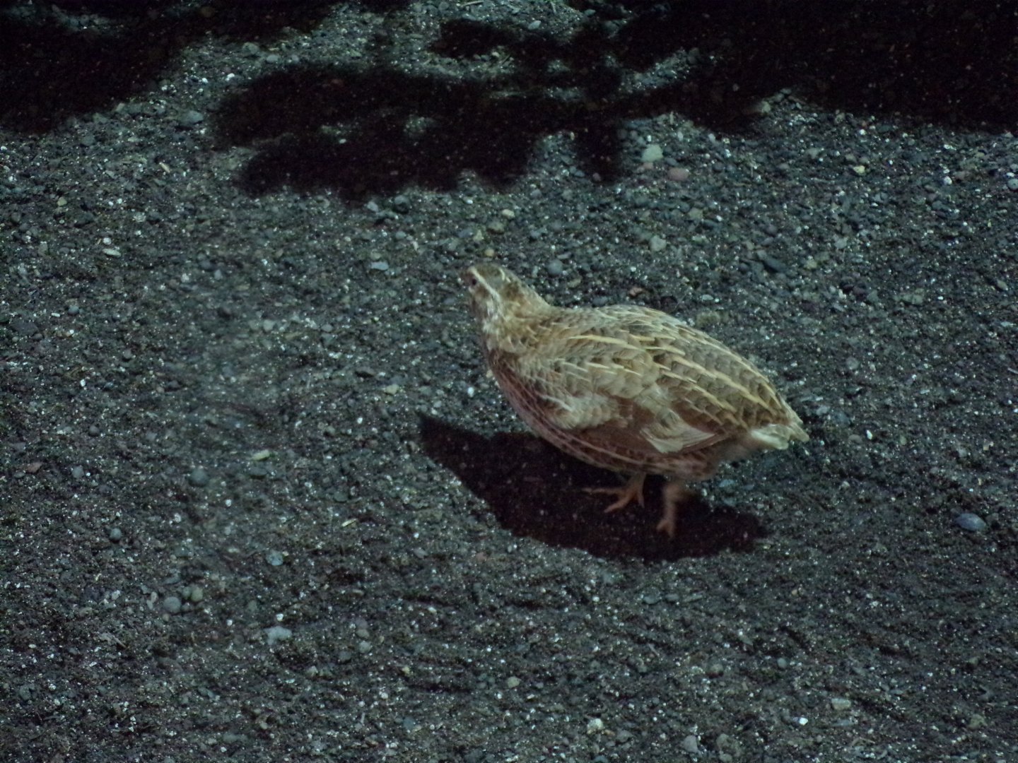Harlequin quail 13.7.25
