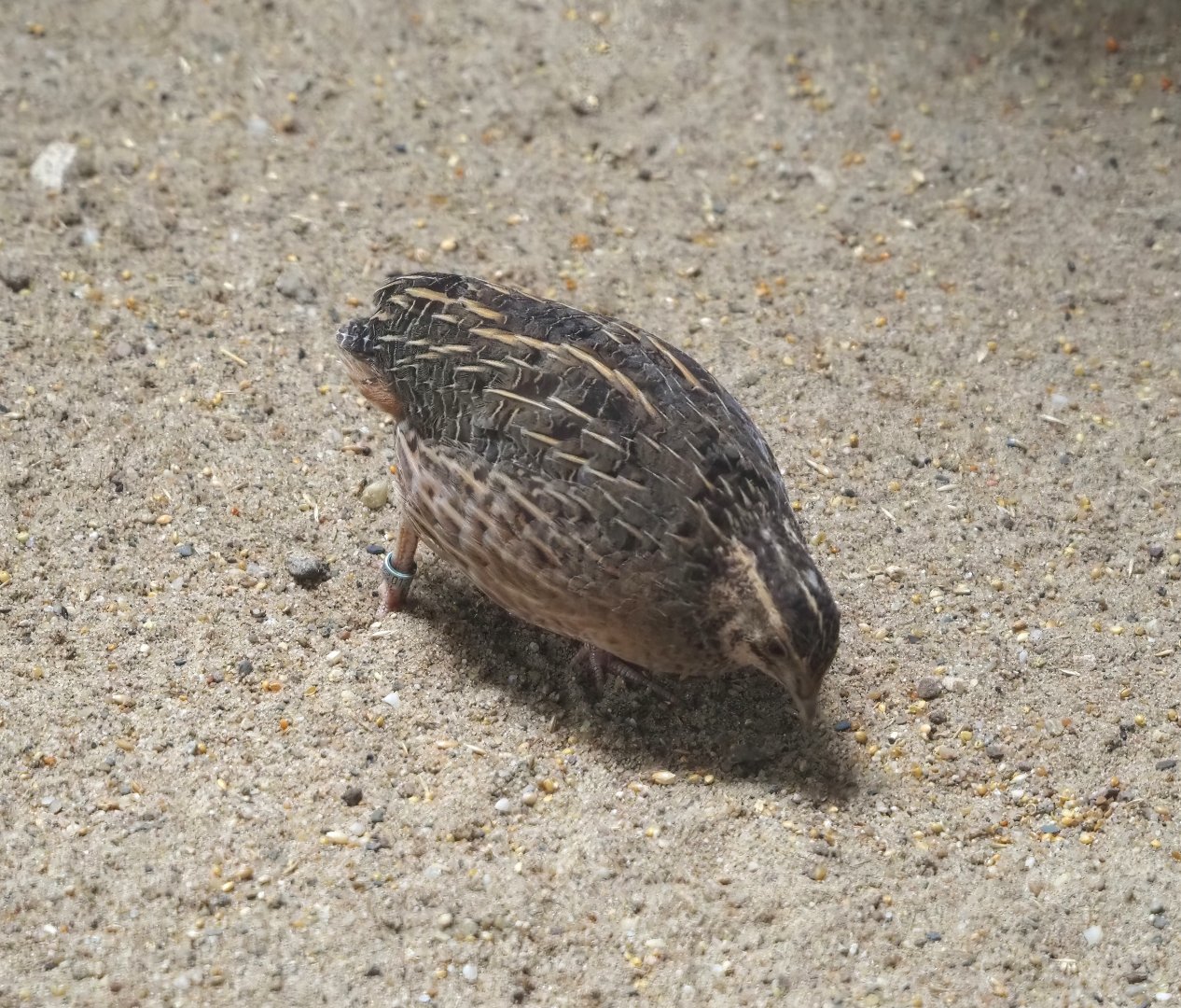 Harlequin quail (Coturnix delegorguei), 2024-08-05