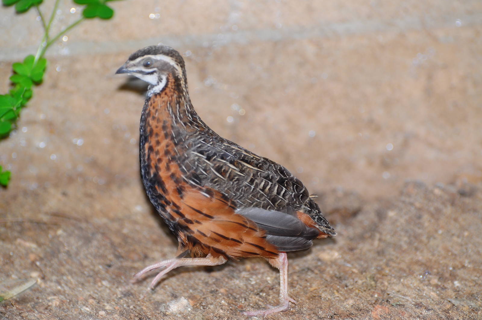 Harlequin quail/ Coturnix delegorguei