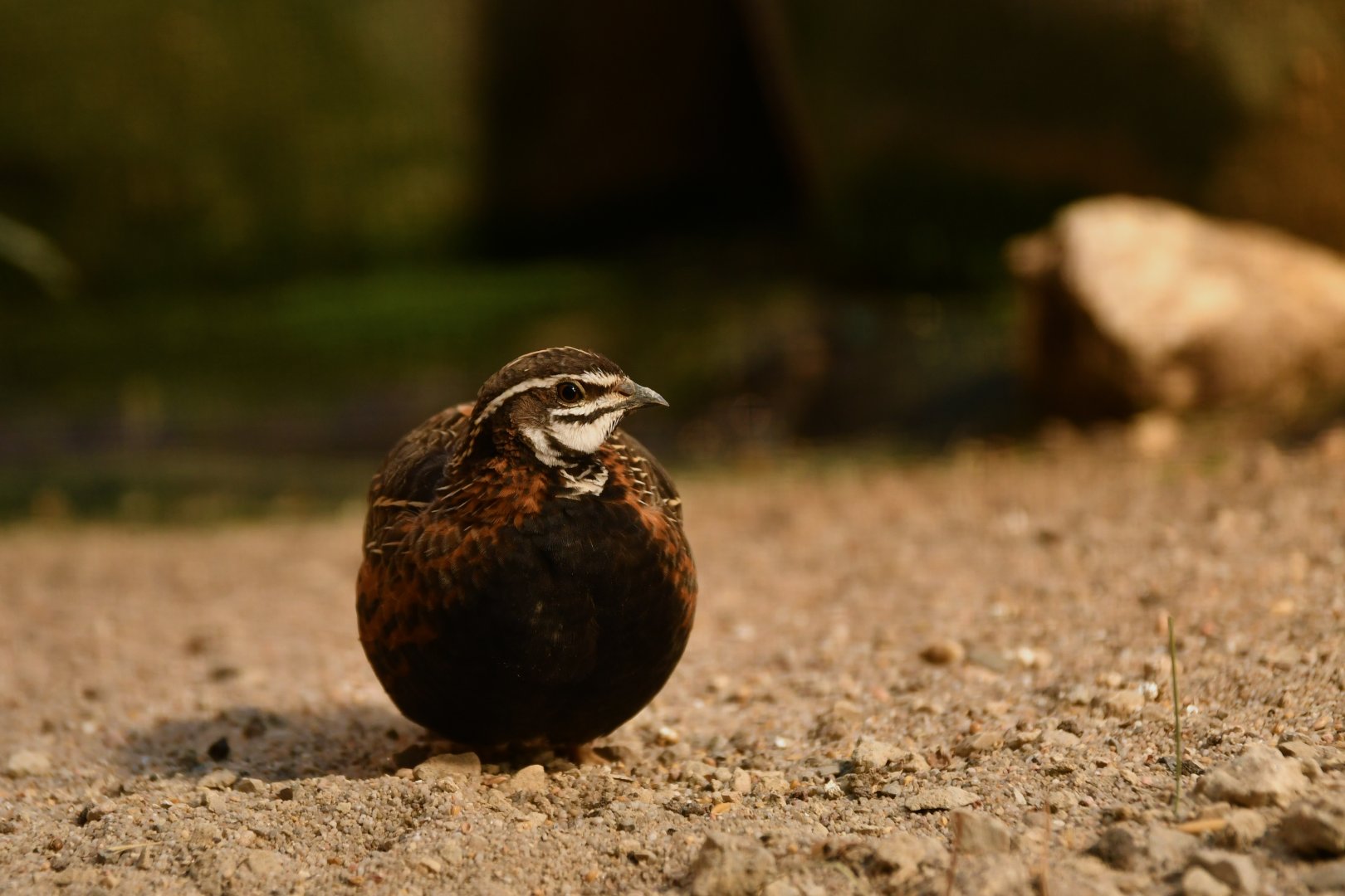 Harlequin Quail (Coturnix delegorguei)