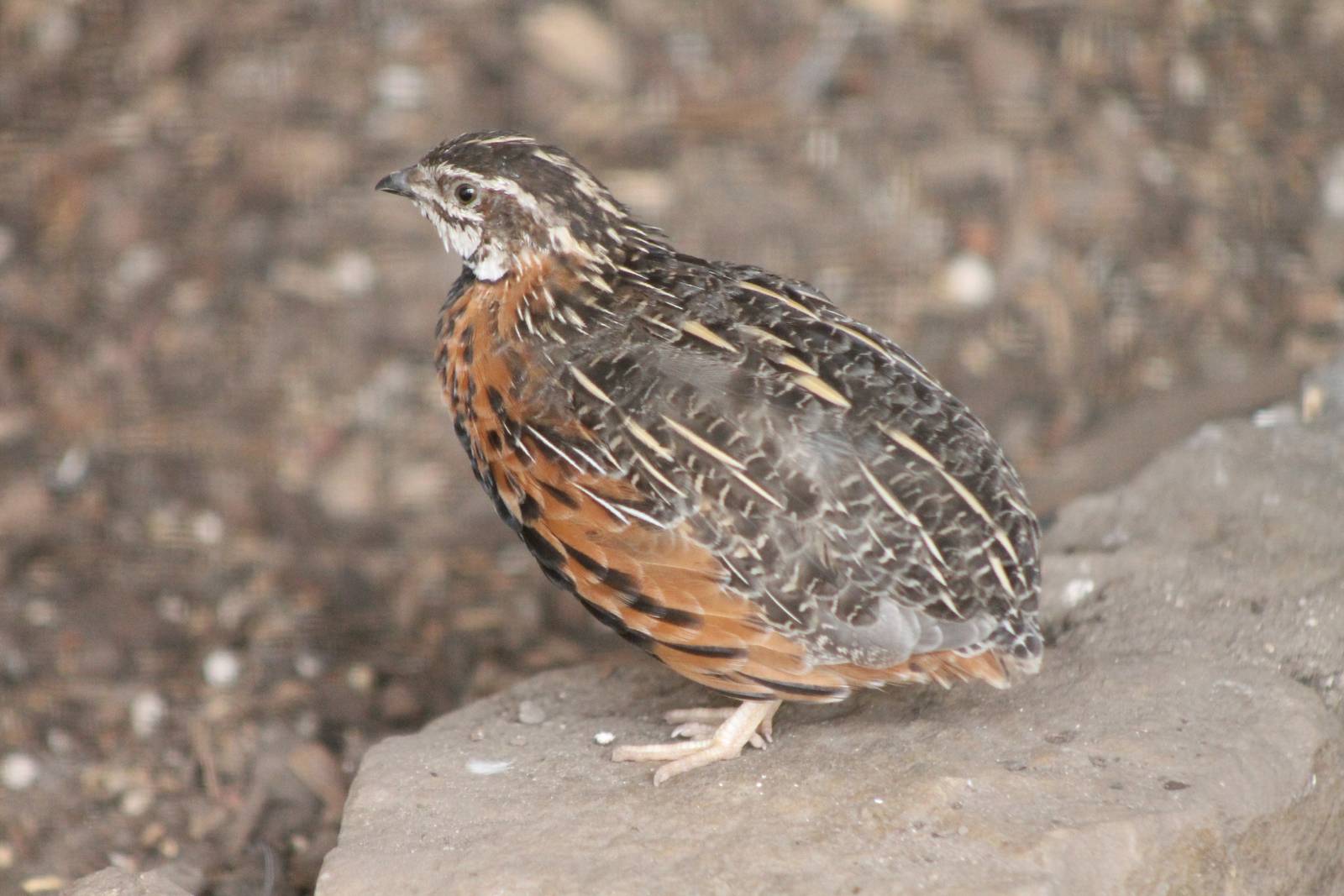 Harlequin quail