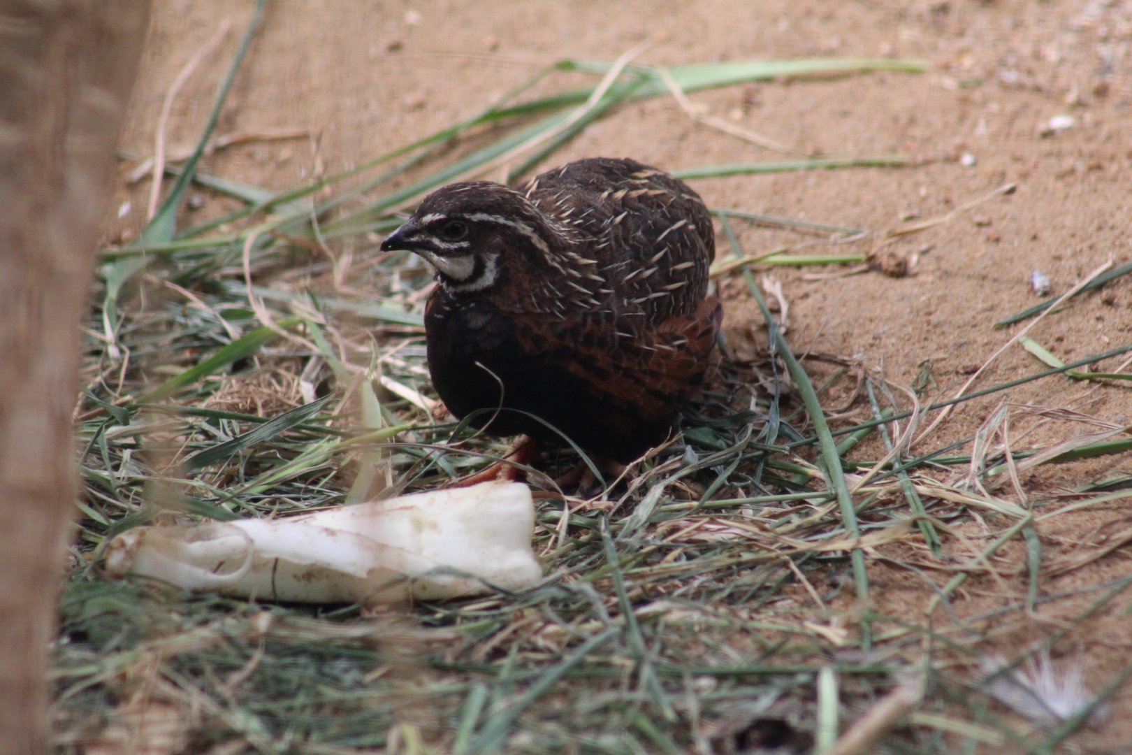 Harlequin Quail