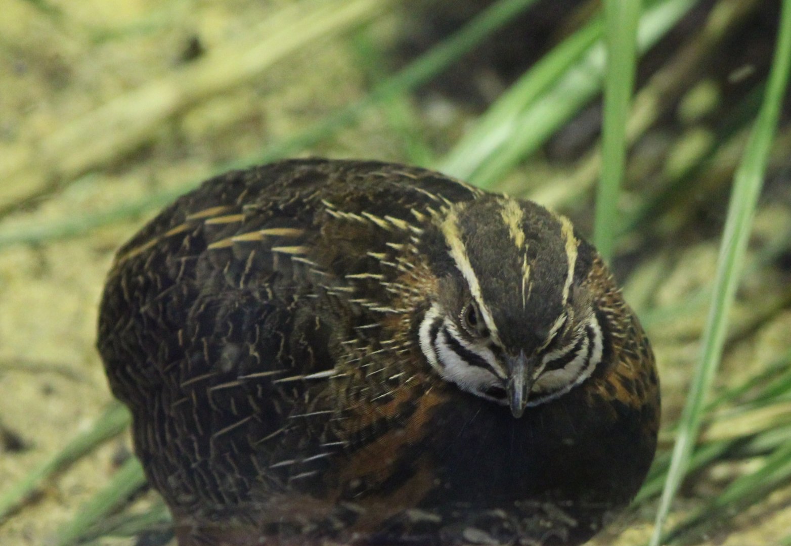 Harlequin quail