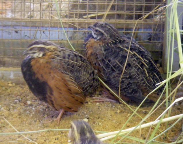 Harlequin Quails (Coturnix delegorguei)