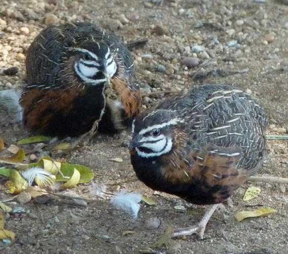 Harlequin quails (Coturnix delegorguei)
