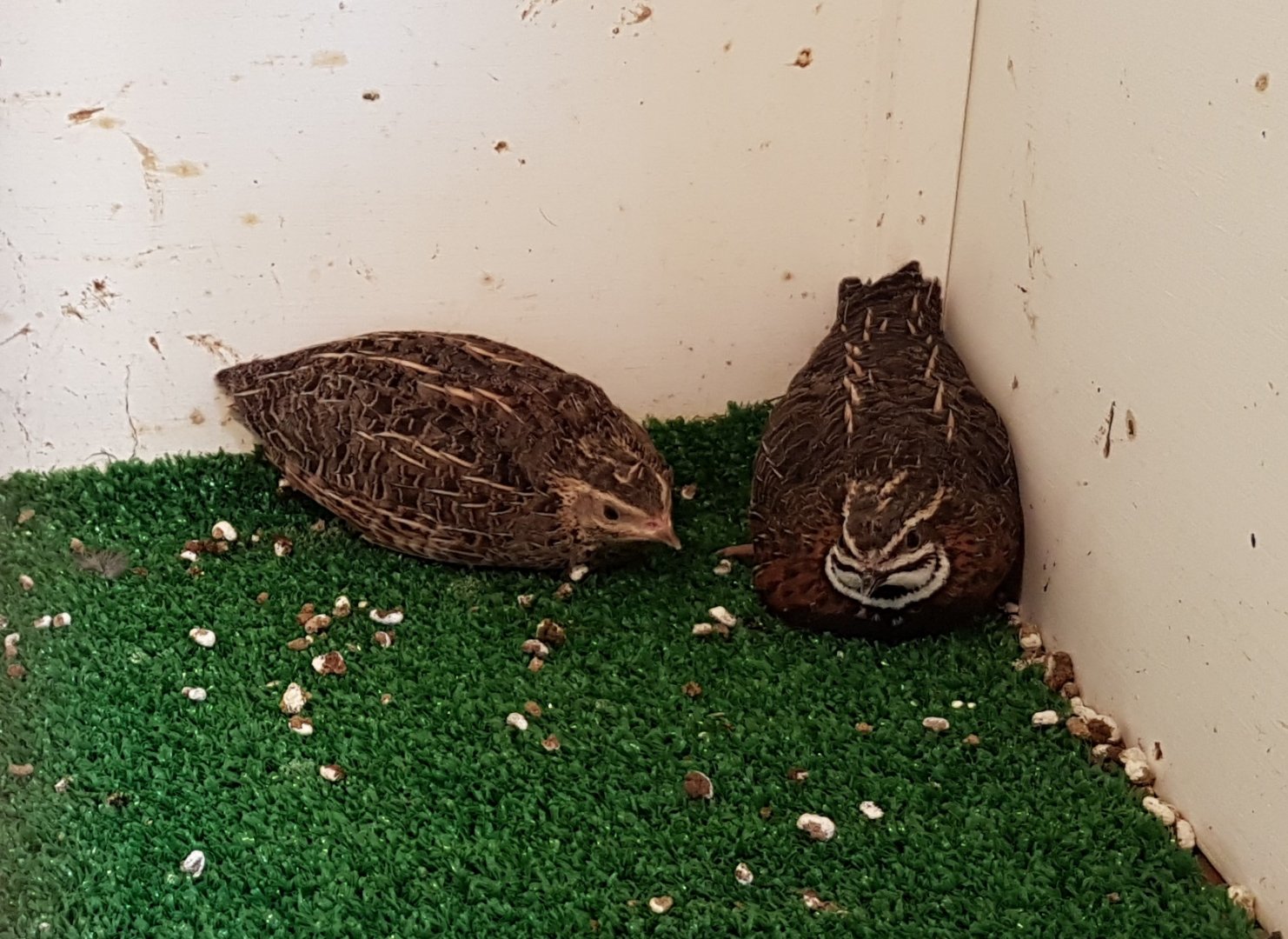 Harlequin quails