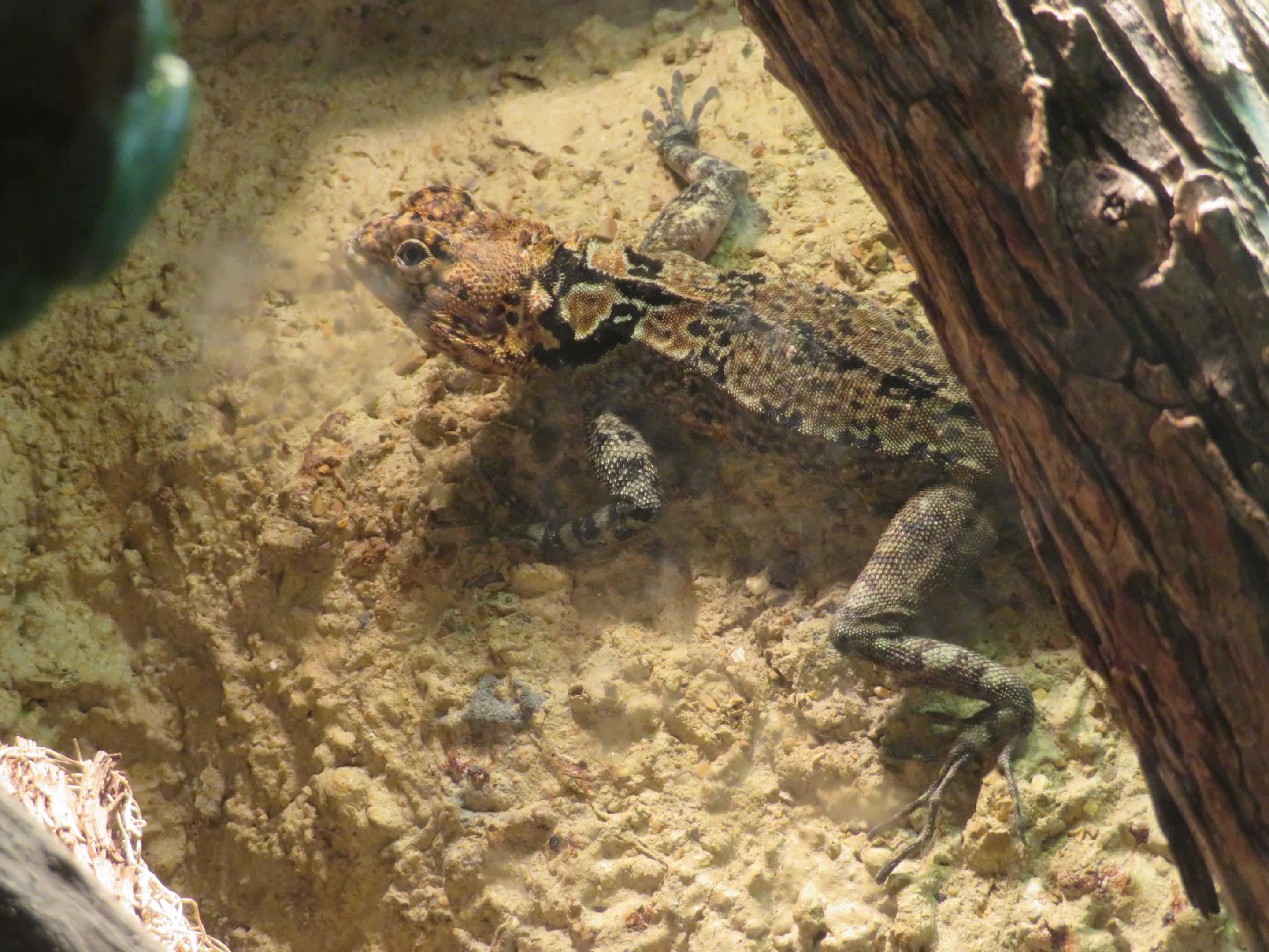 Harlequin Racerunner