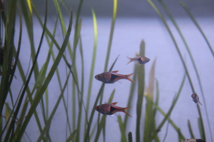 Harlequin rasbora (Trigonostigma heteromorpha)