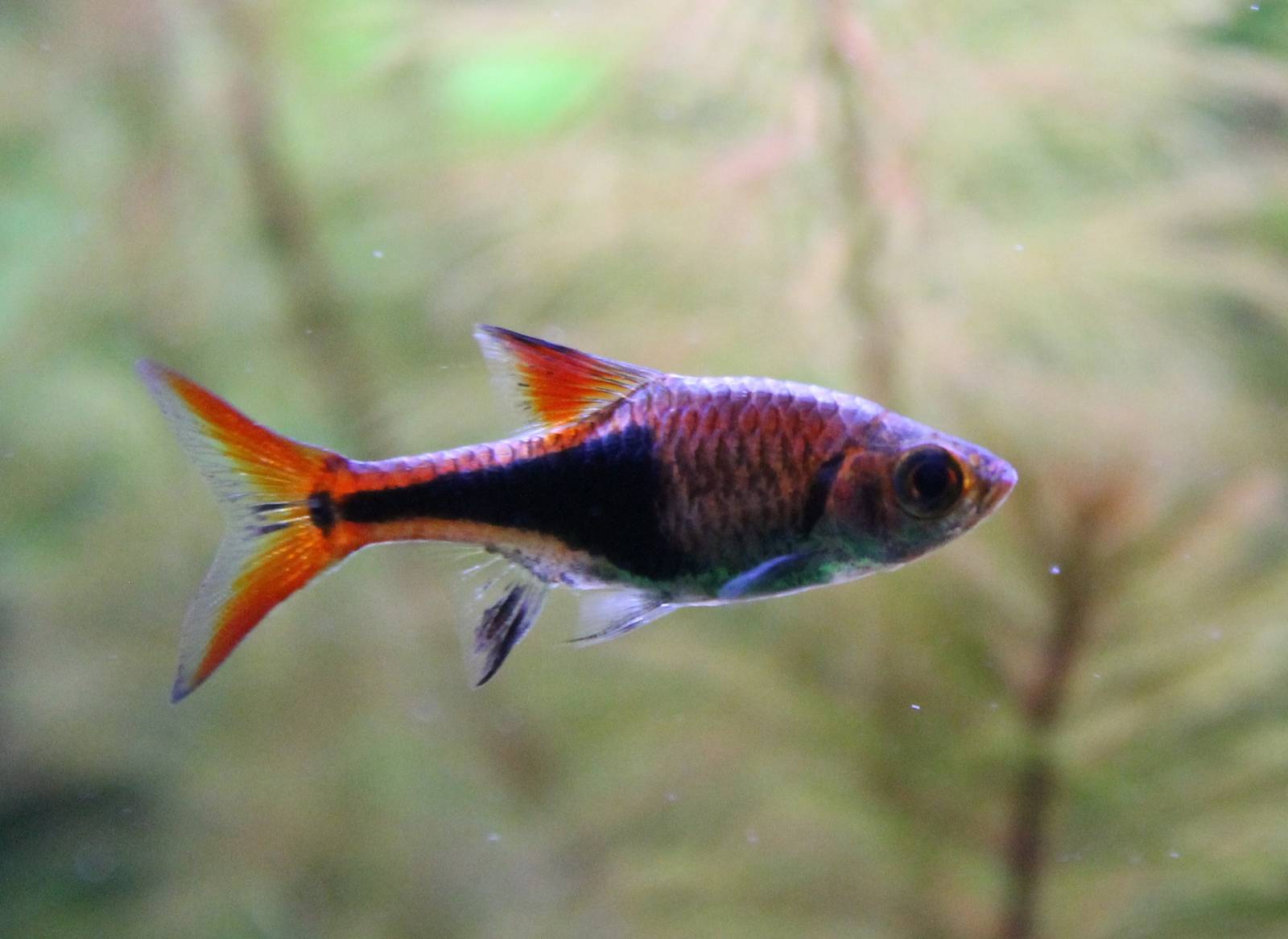 Harlequin rasbora