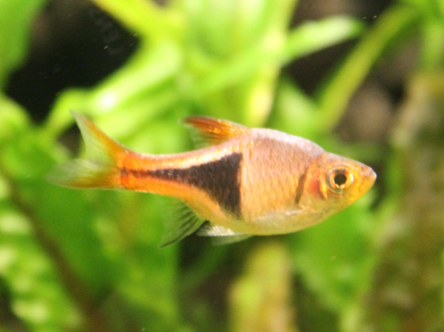 Harlequin rasbora