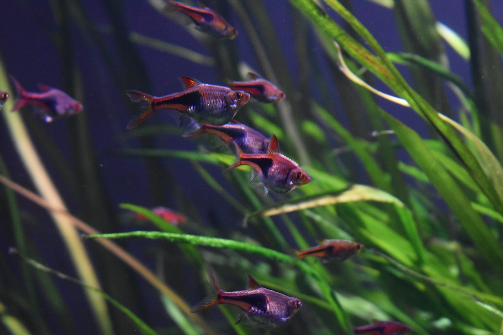 Harlequin Rasbora