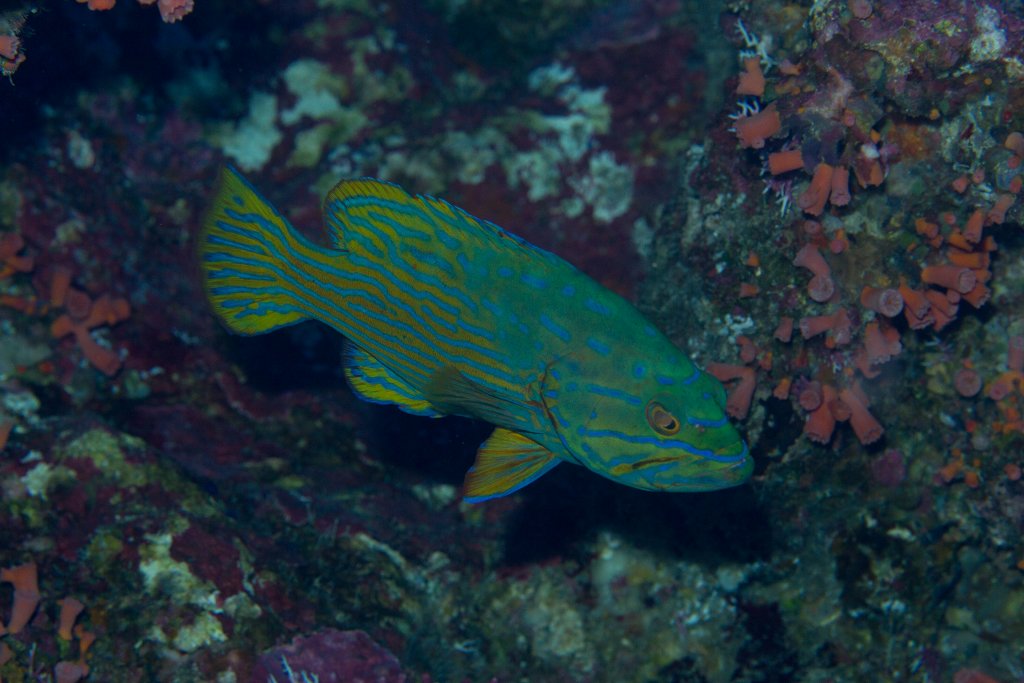 Harlequin Rockcod