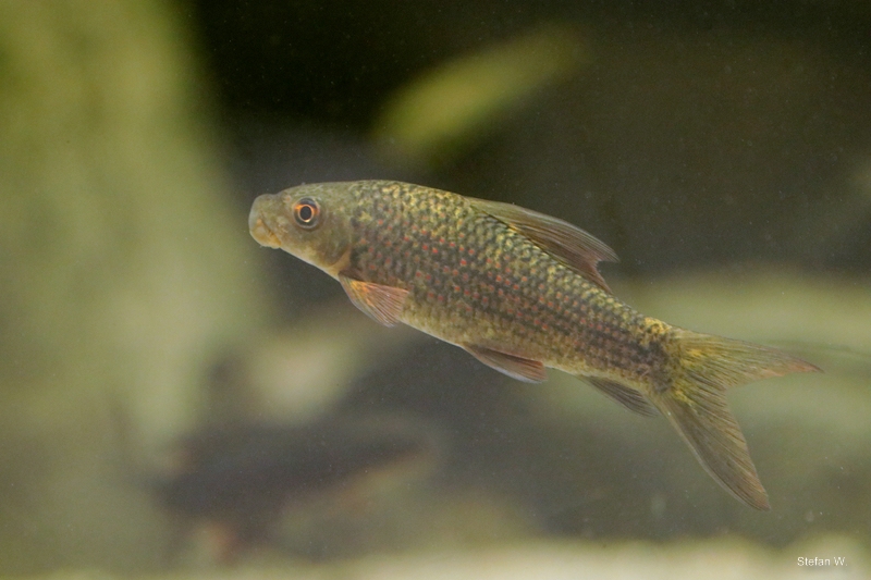 harlequin sharkminnow (Labeo cyclorhynchus)