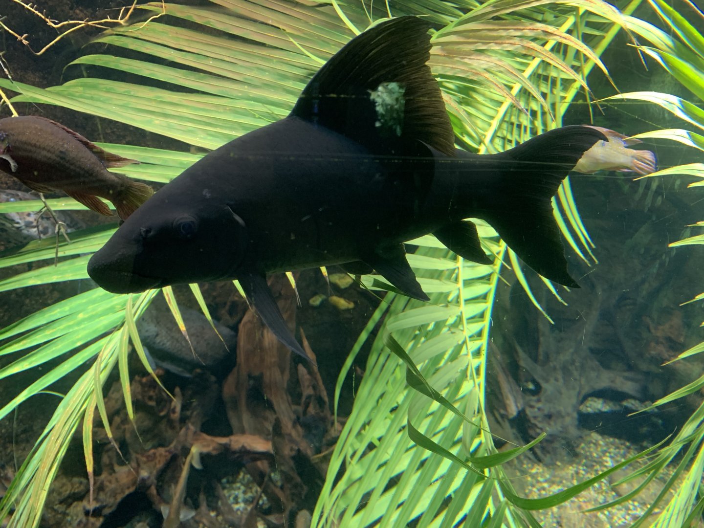 Harlequin sharkminnow