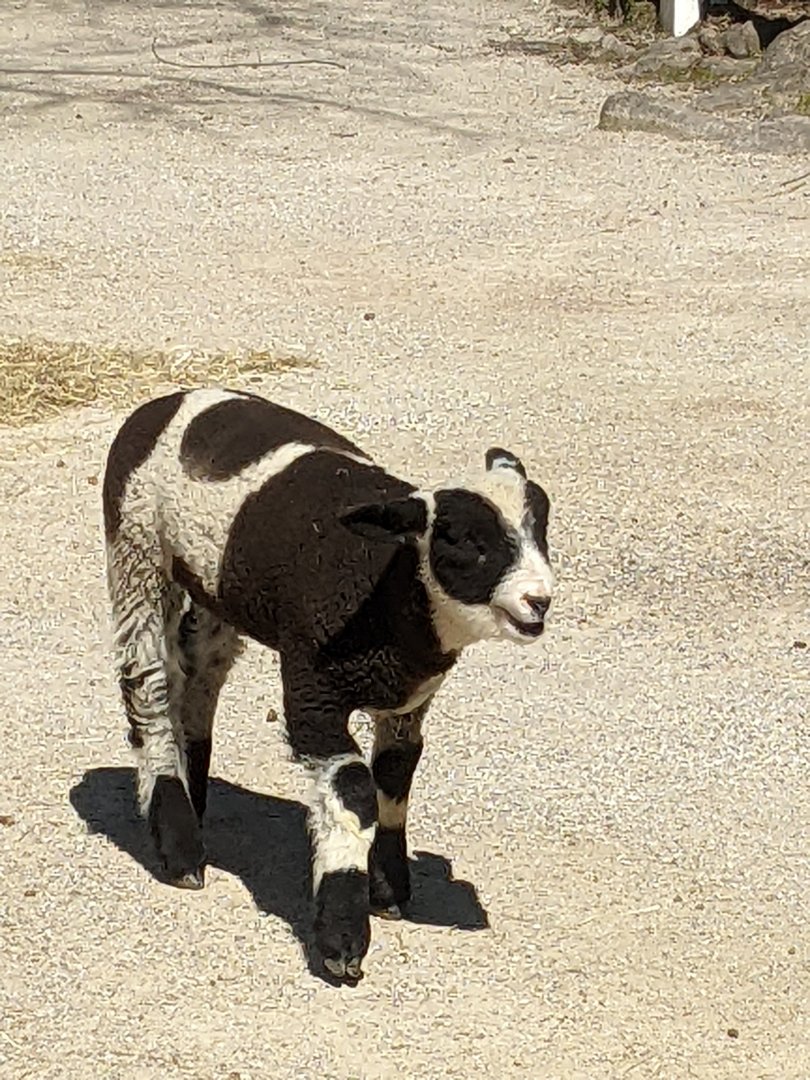 Harlequin Sheep Lamb