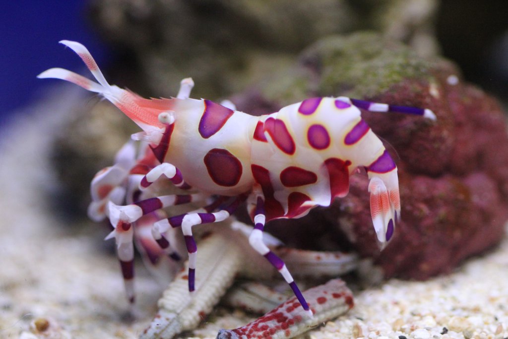 Harlequin Shrimp (Hymenocera picta)