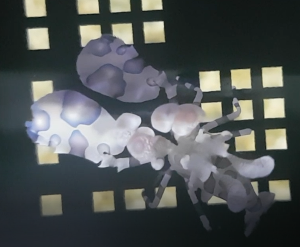 Harlequin shrimp - Hymenocera picta