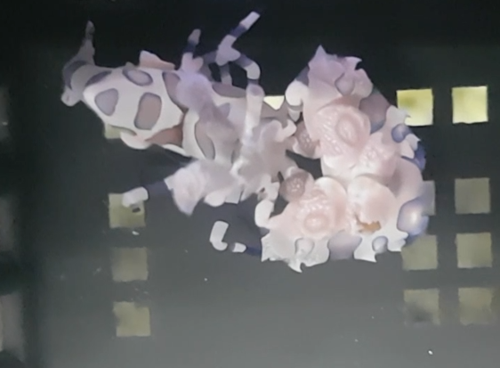 Harlequin shrimp - Hymenocera picta