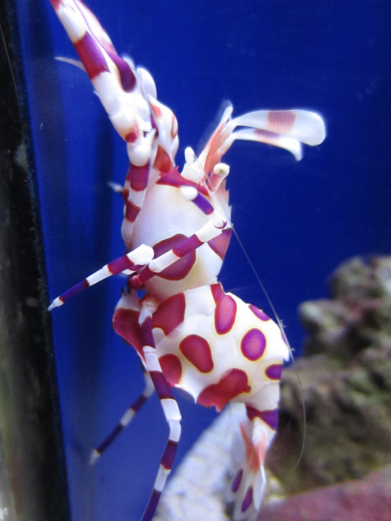 Harlequin Shrimp