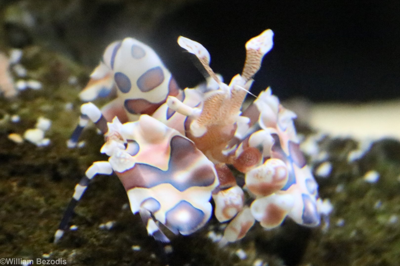 Harlequin Shrimp