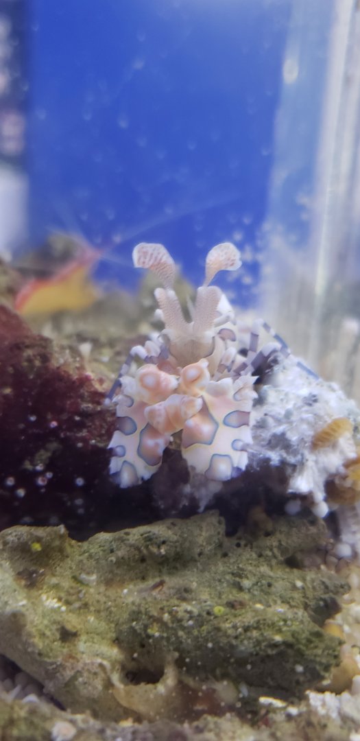 Harlequin Shrimp