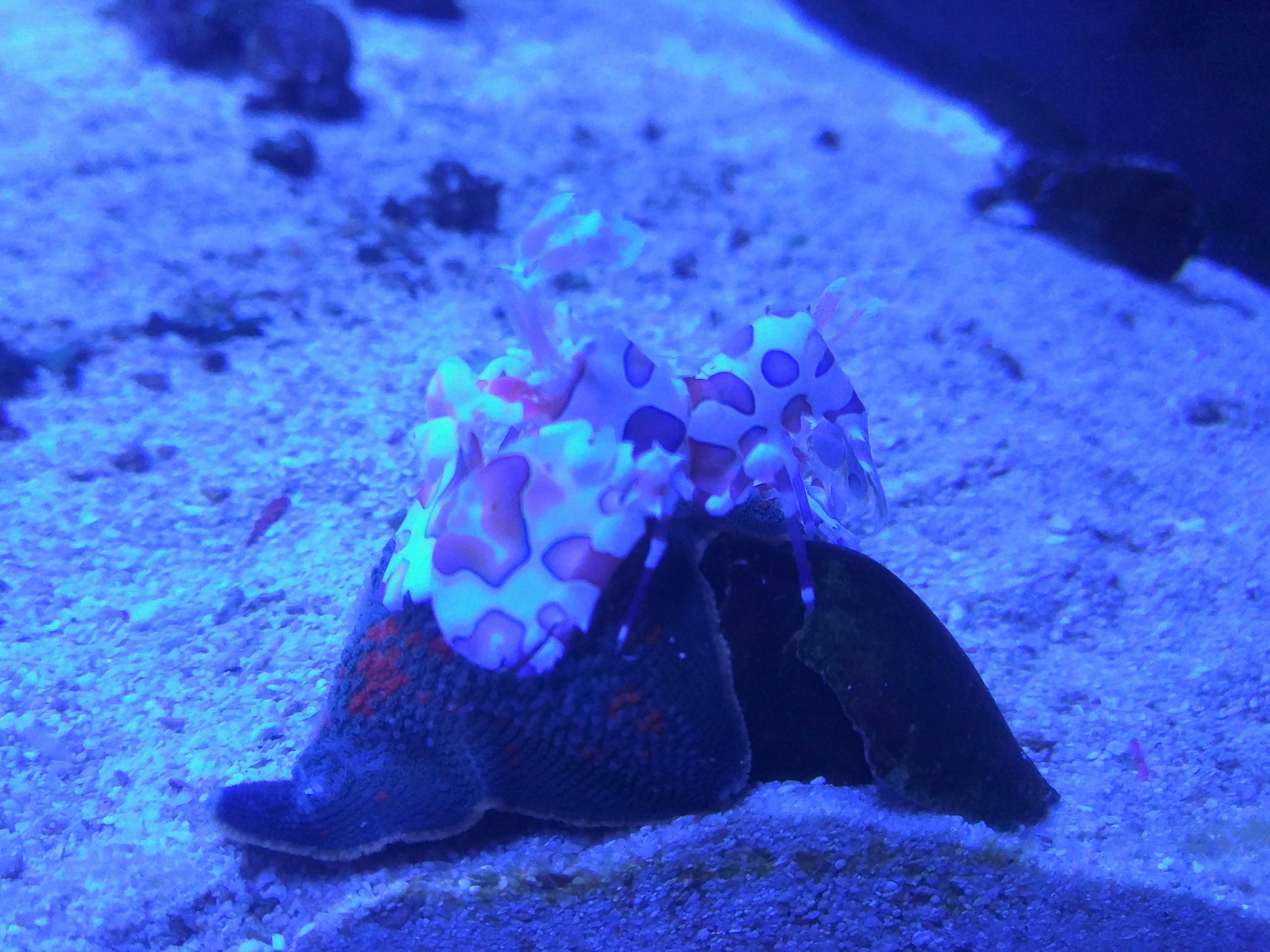 Harlequin Shrimp