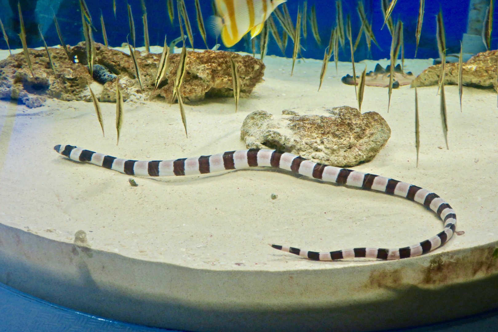 Harlequin Snake Eel (Myrichthys colubrinus) - Farglory Ocean Park