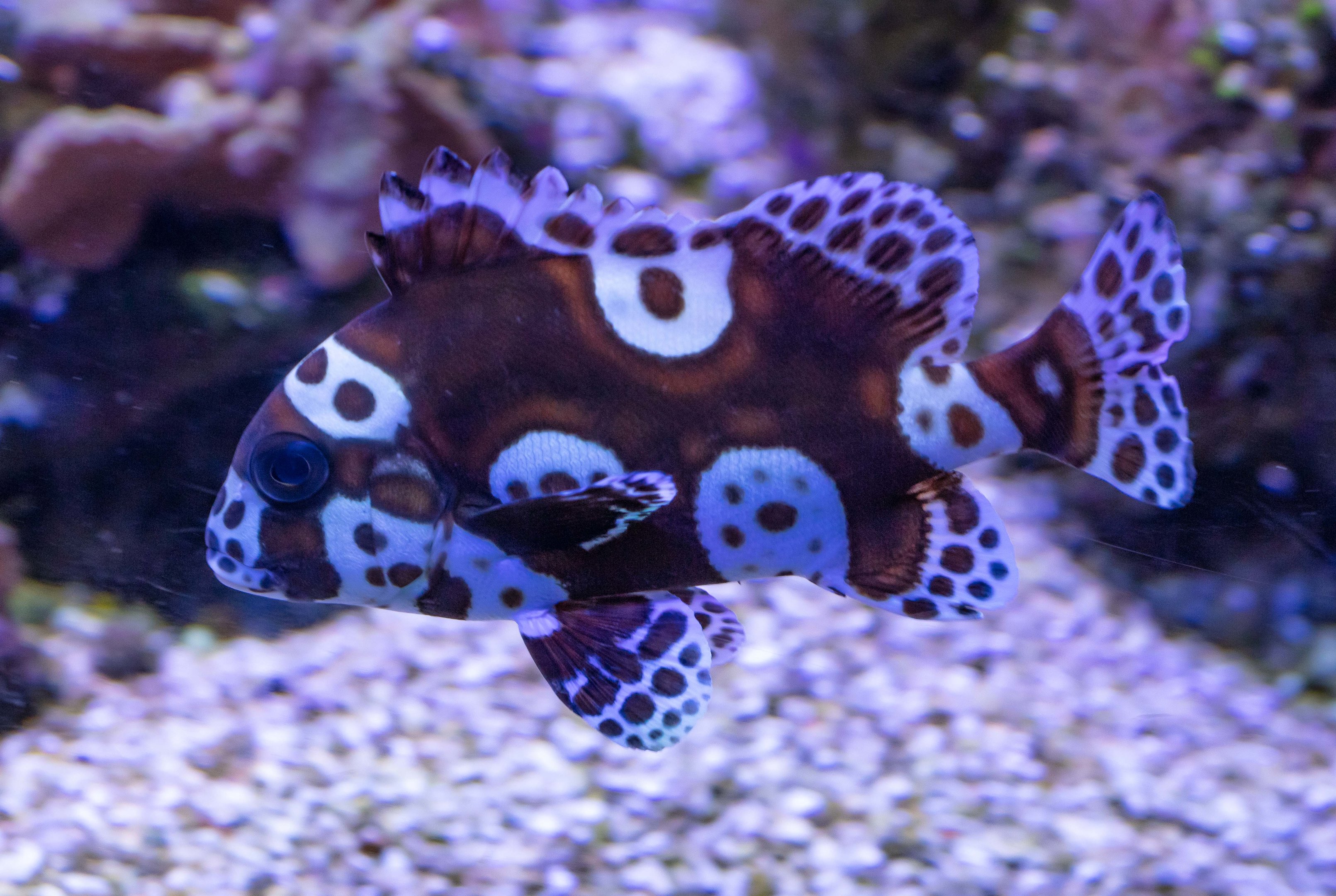 Harlequin Sweetlips juvenile